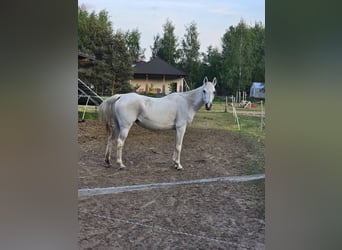 Arasier, Giumenta, 12 Anni, Grigio