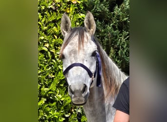 Arasier, Jument, 7 Ans, 155 cm, Gris