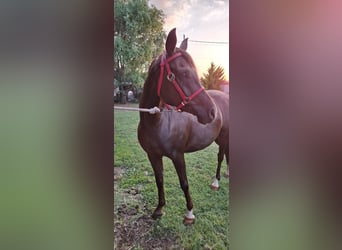 Arasier Mix, Merrie, 6 Jaar, 158 cm, Donkere-vos
