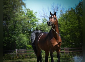 Arasier, Stallion, 1 year, Brown