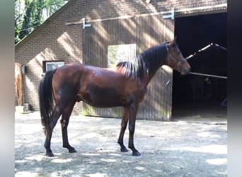 Arasier, Stallion, 3 years, 15.1 hh, Brown
