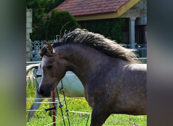 Arasier, Stallion, 4 years, 15.1 hh, Gray