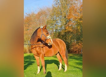 Arasier, Wallach, 7 Jahre, 155 cm, Brauner