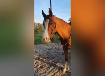 Arasier, Wallach, 7 Jahre, 155 cm, Brauner