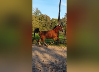 Arasier, Wallach, 7 Jahre, 155 cm, Brauner