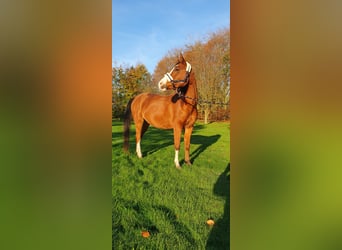 Arasier, Wallach, 7 Jahre, 155 cm, Brauner