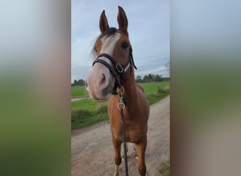 Arasier, Wallach, 7 Jahre, 155 cm, Brauner