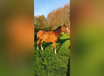 Arasier, Wallach, 7 Jahre, 155 cm, Brauner