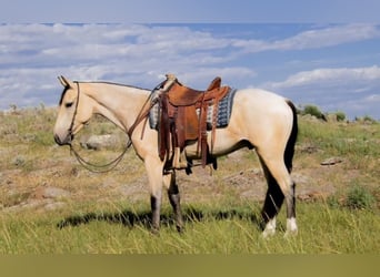 Arbeitspferd, Hengst, 2 Jahre, 180 cm, Buckskin