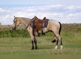 Arbeitspferd, Hengst, 2 Jahre, 180 cm, Buckskin