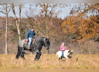 Arbeitspferd Mix, Hengst, 4 Jahre, 165 cm, Roan-Blue