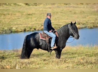Arbeitspferd Mix, Hengst, 5 Jahre, 165 cm, Roan-Blue