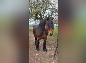 Arbeitspferd, Hengst, 6 Jahre, 165 cm, Brauner