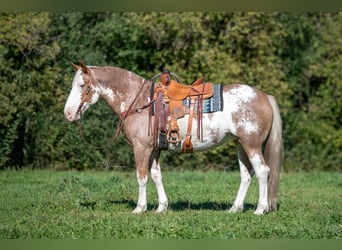 Arbeitspferd Mix, Stute, 10 Jahre, 163 cm, Sabino