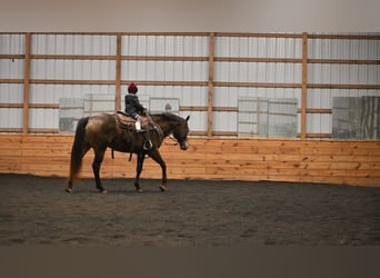 Arbeitspferd Mix, Stute, 11 Jahre, 160 cm, Rotbrauner