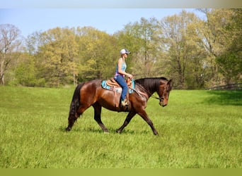 Arbeitspferd, Stute, 11 Jahre, 165 cm, Rotbrauner