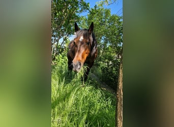 Arbeitspferd Mix, Stute, 12 Jahre, 161 cm, Brauner