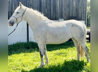 Arbeitspferd, Stute, 12 Jahre, 163 cm, Schimmel