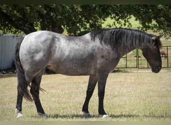 Arbeitspferd Mix, Stute, 12 Jahre, Roan-Blue