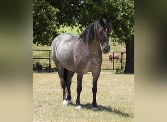 Arbeitspferd Mix, Stute, 12 Jahre, Roan-Blue