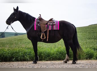 Arbeitspferd, Stute, 13 Jahre, 157 cm, Rappe