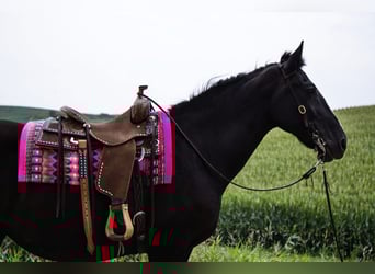 Arbeitspferd, Stute, 13 Jahre, 157 cm, Rappe