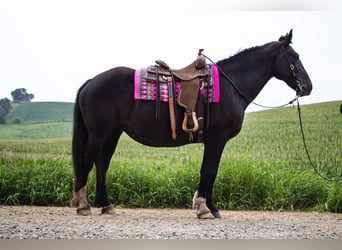 Arbeitspferd, Stute, 13 Jahre, 157 cm, Rappe