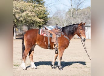 Arbeitspferd, Stute, 13 Jahre, 160 cm, Rotbrauner