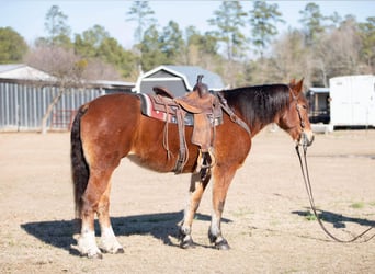 Arbeitspferd, Stute, 14 Jahre, 160 cm, Rotbrauner