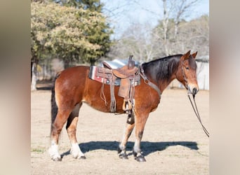 Arbeitspferd, Stute, 14 Jahre, 160 cm, Rotbrauner