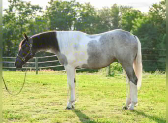 Arbeitspferd, Stute, 1 Jahr, 145 cm, Tobiano-alle-Farben