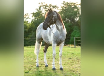 Arbeitspferd, Stute, 1 Jahr, 145 cm, Tobiano-alle-Farben