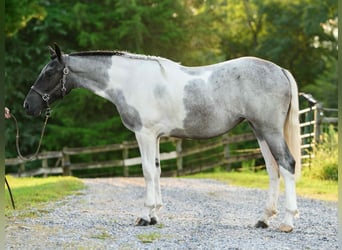 Arbeitspferd, Stute, 1 Jahr, 145 cm, Tobiano-alle-Farben