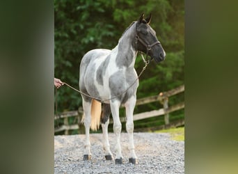 Arbeitspferd, Stute, 1 Jahr, 145 cm, Tobiano-alle-Farben
