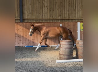 Arbeitspferd, Stute, 3 Jahre, 170 cm, Dunkelfuchs