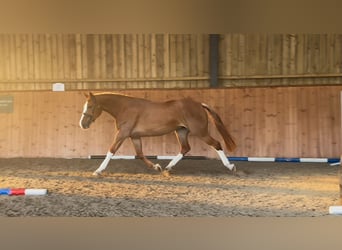Arbeitspferd, Stute, 3 Jahre, 170 cm, Dunkelfuchs