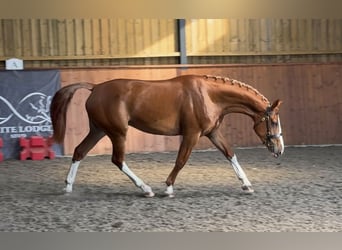 Arbeitspferd, Stute, 3 Jahre, 172 cm, Dunkelfuchs