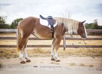 Arbeitspferd Mix, Stute, 3 Jahre, 173 cm, Rotfuchs