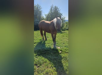 Arbeitspferd, Stute, 3 Jahre, Fuchs