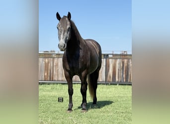 Arbeitspferd, Stute, 4 Jahre, 150 cm, Schimmel