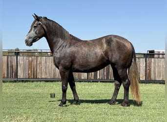 Arbeitspferd, Stute, 4 Jahre, 150 cm, Schimmel