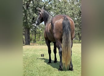 Arbeitspferd Mix, Stute, 4 Jahre, 150 cm, Schimmel