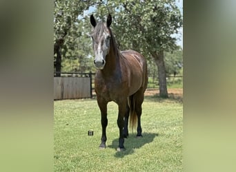 Arbeitspferd Mix, Stute, 4 Jahre, 150 cm, Schimmel