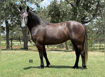 Arbeitspferd Mix, Stute, 4 Jahre, 150 cm, Schimmel