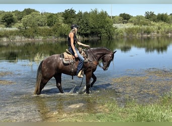 Arbeitspferd Mix, Stute, 4 Jahre, 150 cm, Schimmel
