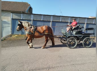 Arbeitspferd, Stute, 4 Jahre, 151 cm, Fuchs