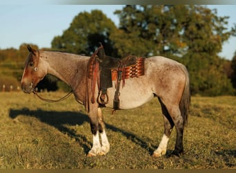 Arbeitspferd Mix, Stute, 4 Jahre, 152 cm, Roan-Bay