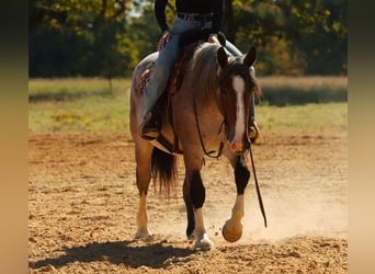 Arbeitspferd Mix, Stute, 4 Jahre, 152 cm, Roan-Bay