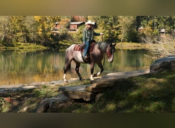 Arbeitspferd Mix, Stute, 4 Jahre, 152 cm, Roan-Bay