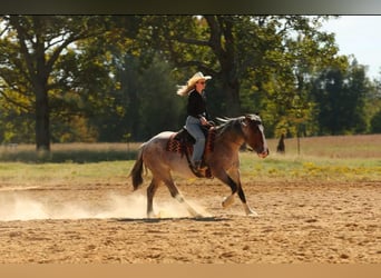 Arbeitspferd Mix, Stute, 4 Jahre, 152 cm, Roan-Bay